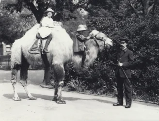Een Arabische Kameel met verzorger bereden door twee kinderen, een meisje op zijn bult en een jonger kind op zijn nek, London Zoo, mei 1914